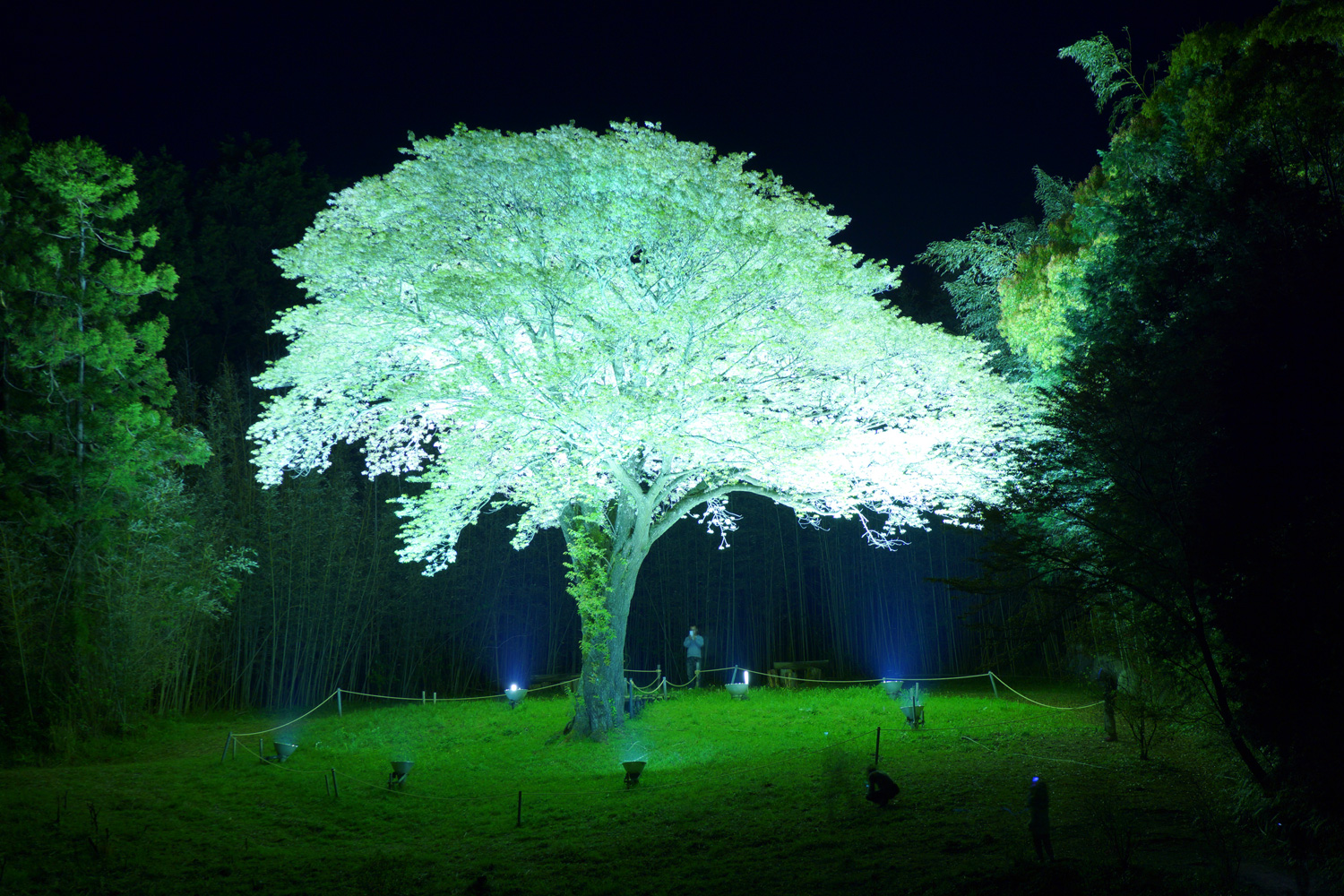 月光桜 写真