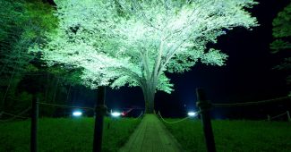 高知県幡多郡大月町　月光桜