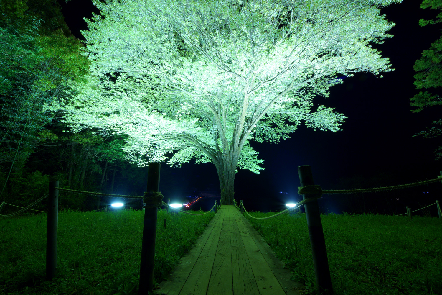 月夜に佇む幻想的な姿に目を奪われる 大月町の春の名物 月光桜 エレパ スタッフブログ